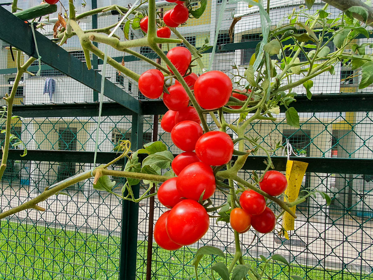 Tomato